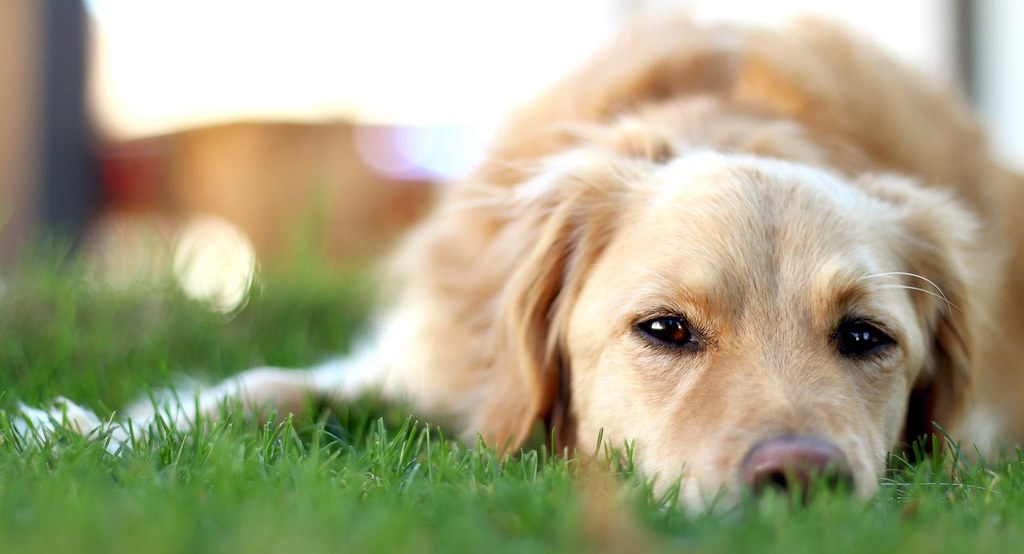 Adopter ou acheter son chien : fin du débat ?
